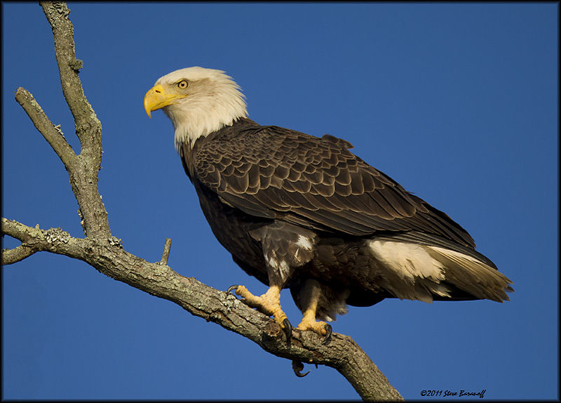 _1SB8433 american bald eagle.jpg
